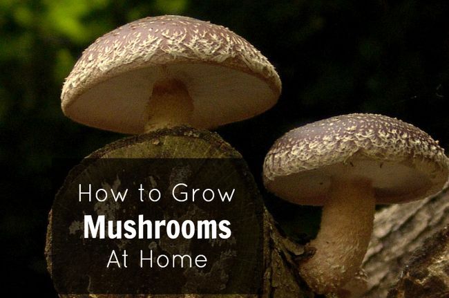 Comment faire pousser des champignons Gourmet At Home